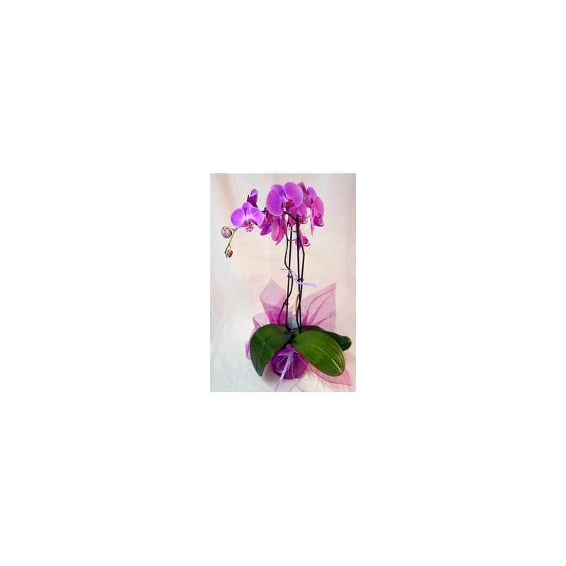 Planta Orquidea Phalaenopsis