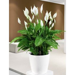 Planta Sphatifilium con base decorativa