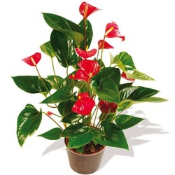 Planta Anthurium con base decorativa