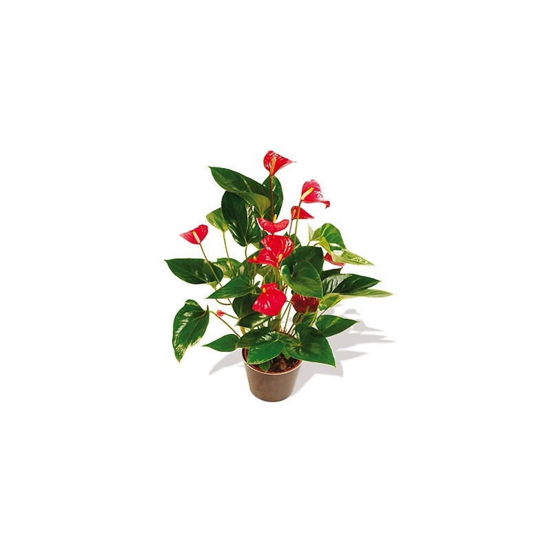 Planta Anthurium con base decorativa