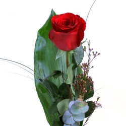Rosa de Sant Valentí