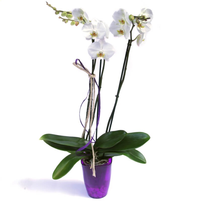 Orquídia de Tija Llarg