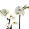 Orquídia de Tija Llarg