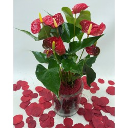 Anthurium rojo San Valentin