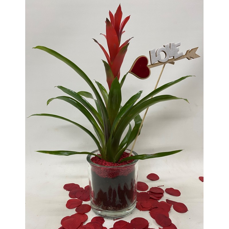 Bromelia roja con decoración romántica